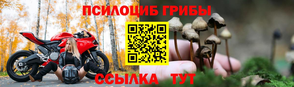 Керчь  Псилоцибиновые грибы Cubensis  Вход с VPN 